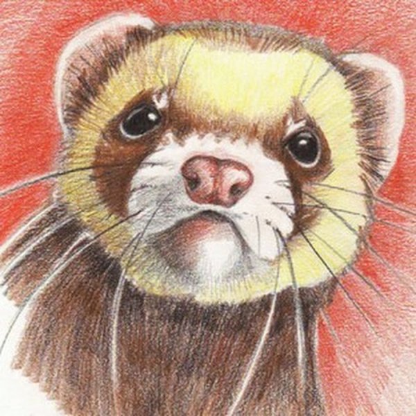 Рисунки хорька лёгкие
