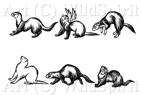 Анатомия хорька для рисования