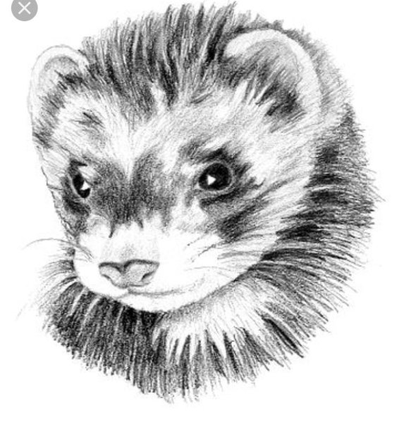 Хорек маркерами