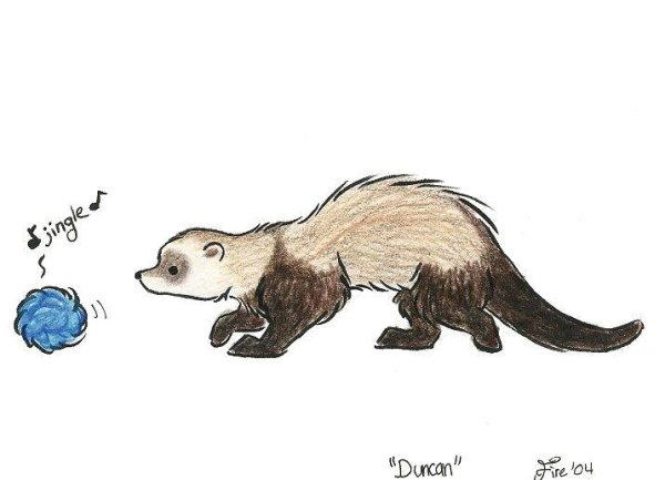 Хорек рисунок для срисовки