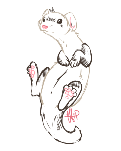 Хорек карандашом