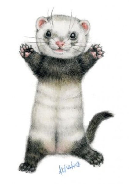 Хорек раскраска