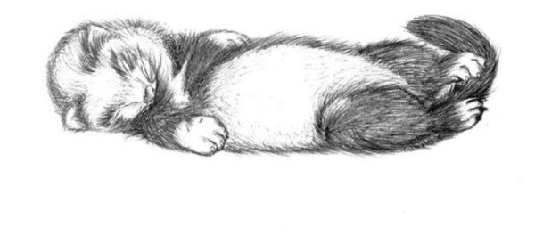 Хорек раскраска