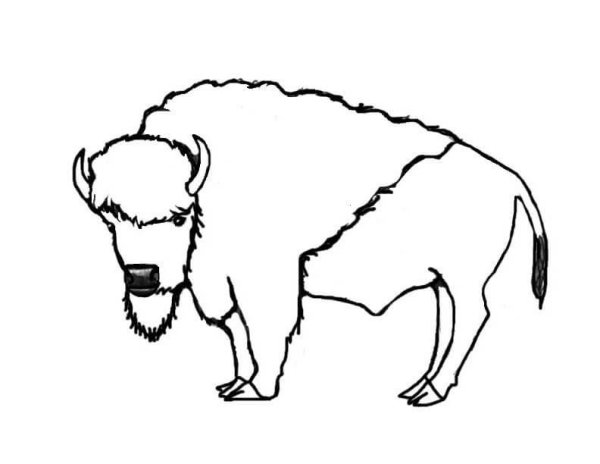 Контур зубра рисунок