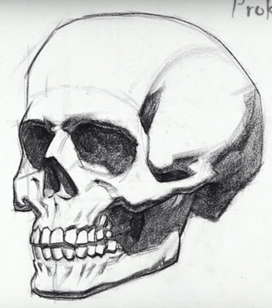 Череп рисунок