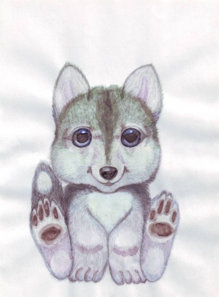 Волчонок рисунок