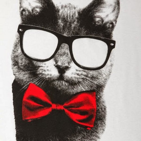 Крутой кот в очках