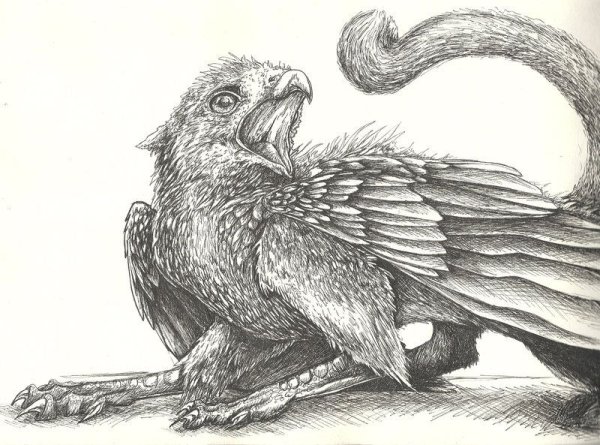 Грифон спереди