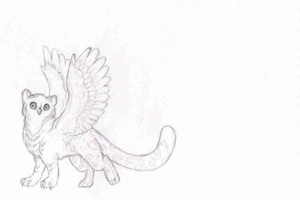 Сова Грифон скетч