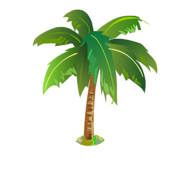 Пальма на белом фоне