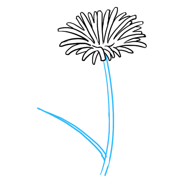 Одуванчик рисунок карандашом