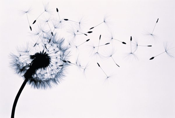 Одуванчик рисунок карандашом