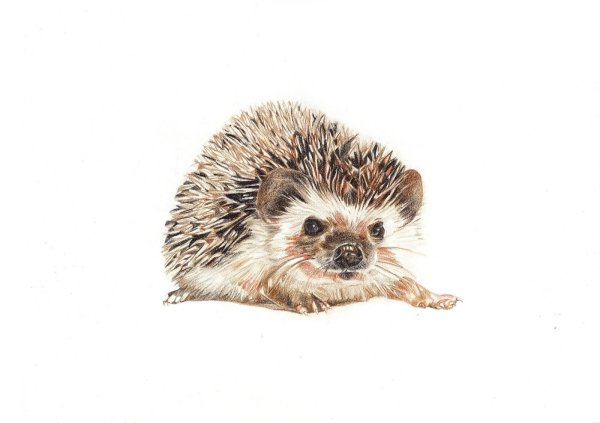 Ежонок на белом фоне