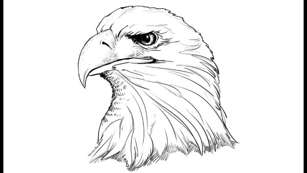 Изображение головы орла