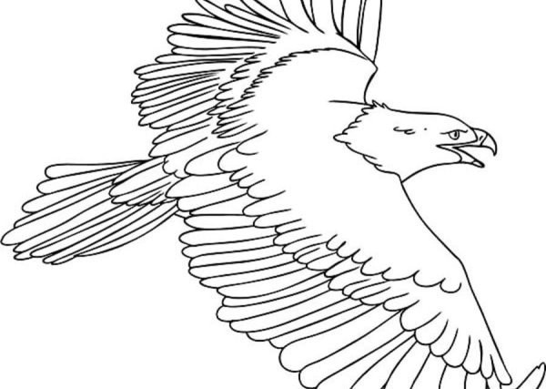 Орел в полете карандашом
