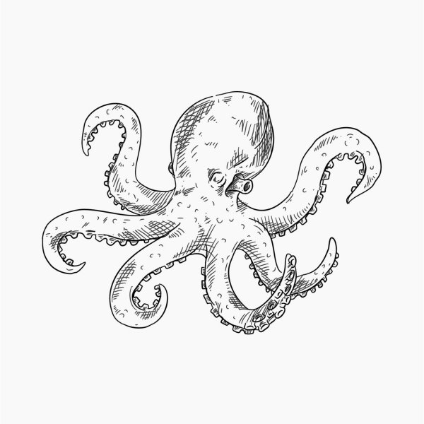 Раскраска Осьминожки для детей