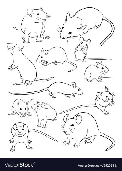 Крыса контур