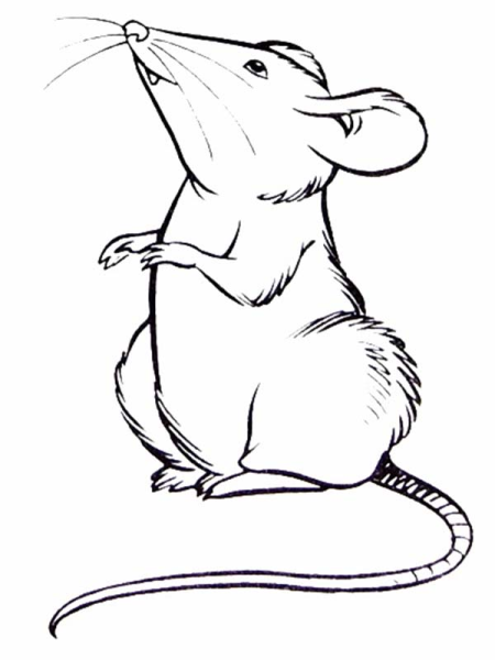 Крыса раскраска для детей