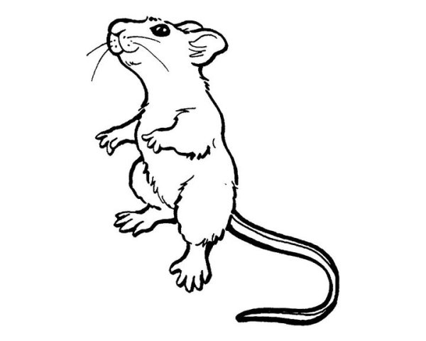 Мышь черно белая