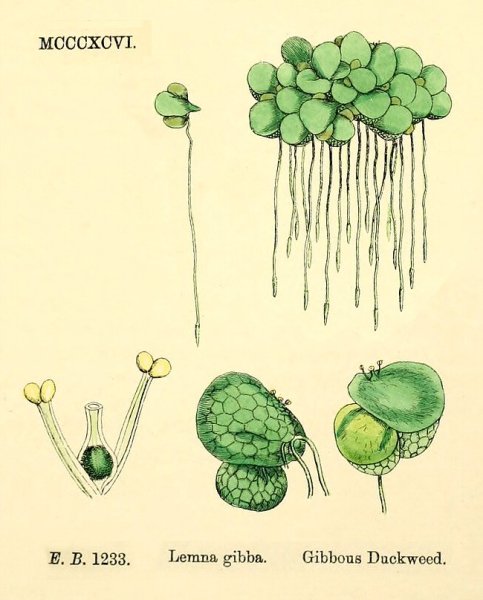 Lemna Minor анатомия