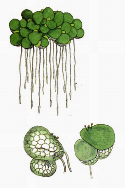 Ряска малая гербарий