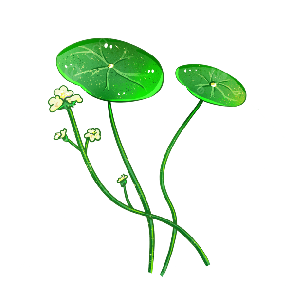 Ряска Ботаническая иллюстрация