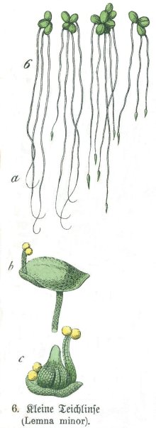 Lemna Minor Ряска