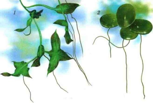 Ряска малая строение