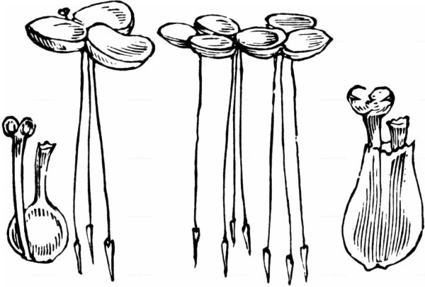 Ряска малая строение