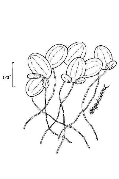 Ряска малая гербарий