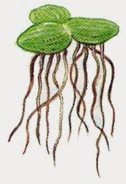 Ряска малая строение