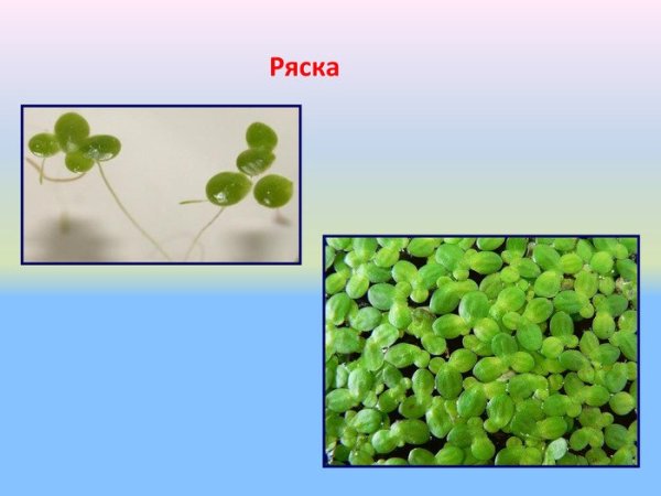 Информация о ряске