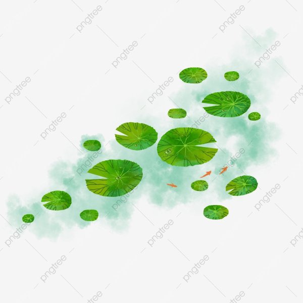 Ряска на белом фоне