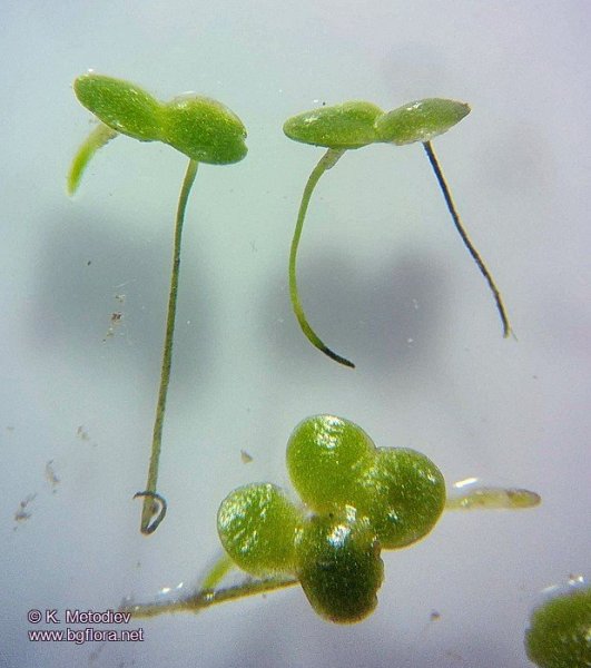 Ряска малая Lemna Minor