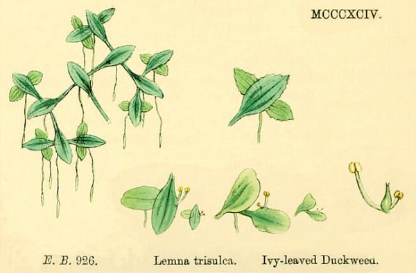 Ряска трехдольная (тройчатая)