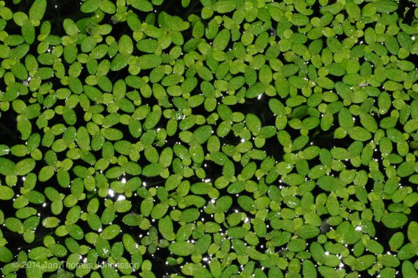 Альбус Ряска