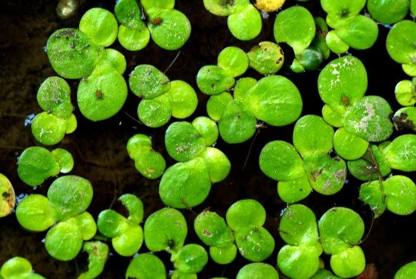 Ряска малая Lemna Minor