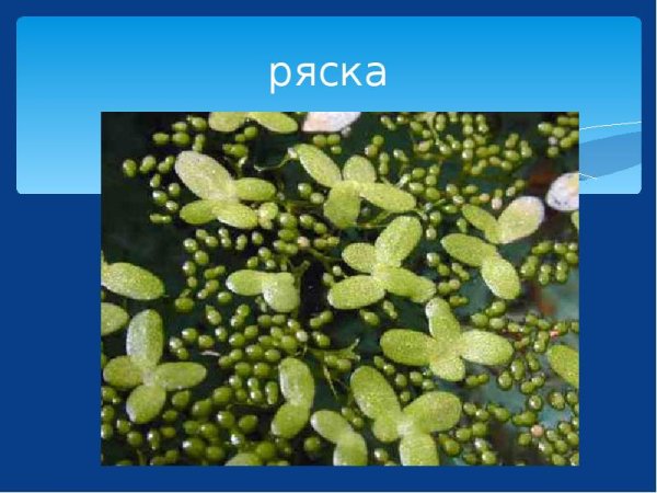 Ряска среда обитания