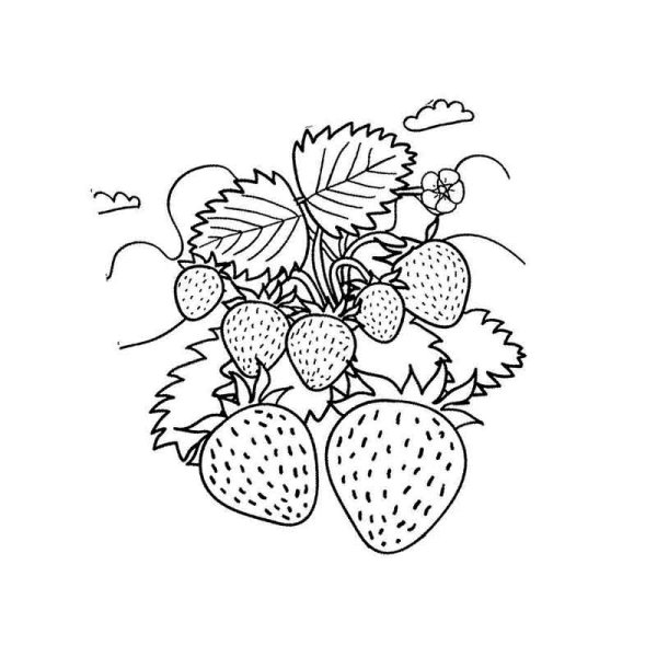 Вруктыраскраска для детей