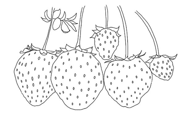 Земляника рисунок