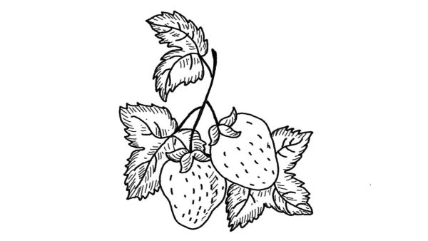 Клубника рисунок