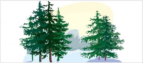 Зимнийеловые лес на белом фоне