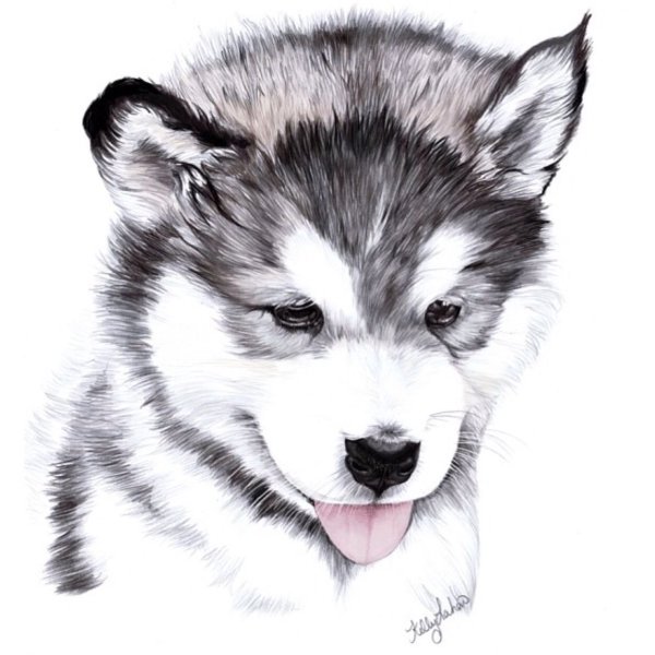 Хаски рисунок