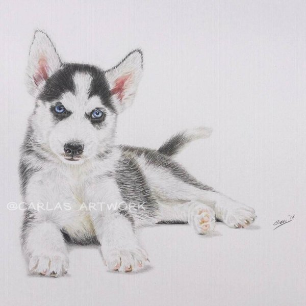 Хаски печать