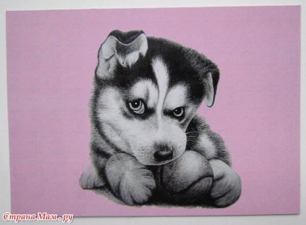 Собака хаски рисунок маленький