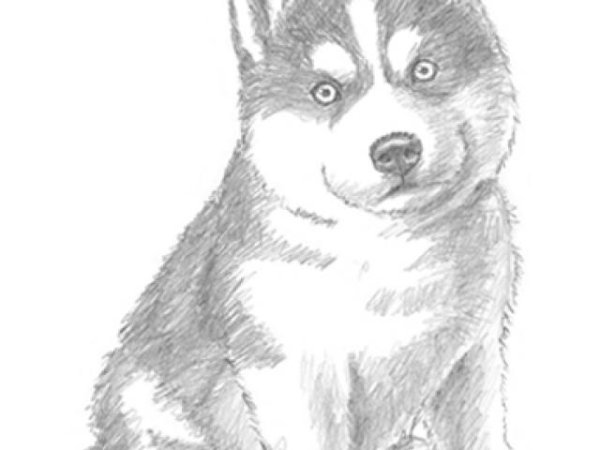 Собака лайка карандашом
