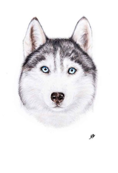 Нарисовать хаски