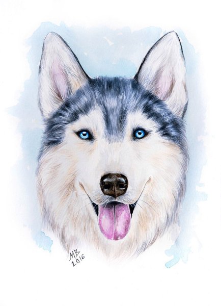 Хаски рисунок