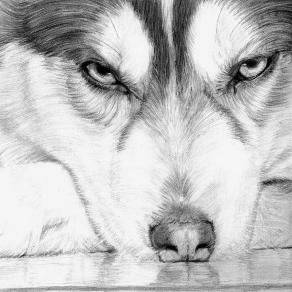 Собака для срисовки карандашом