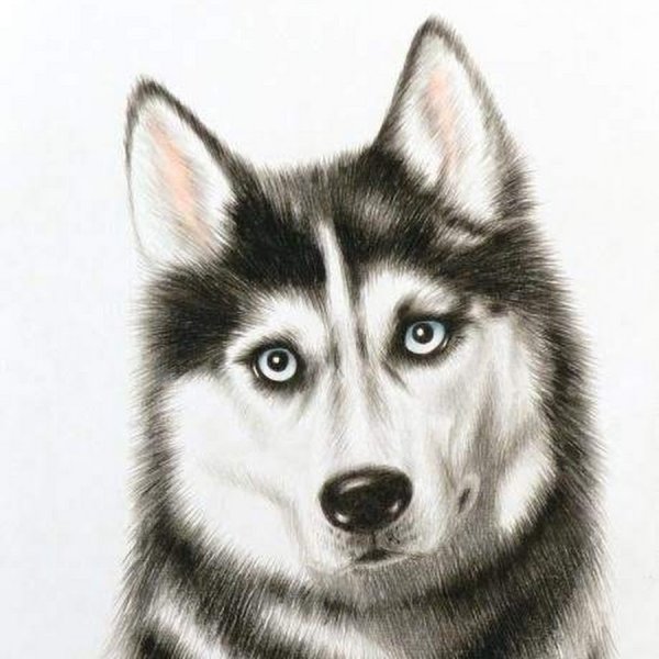 Хаски карандашом